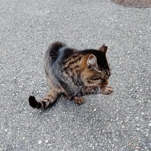 ねこねこ