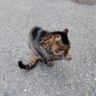 ねこねこ