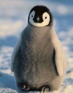 皇帝ペンギン